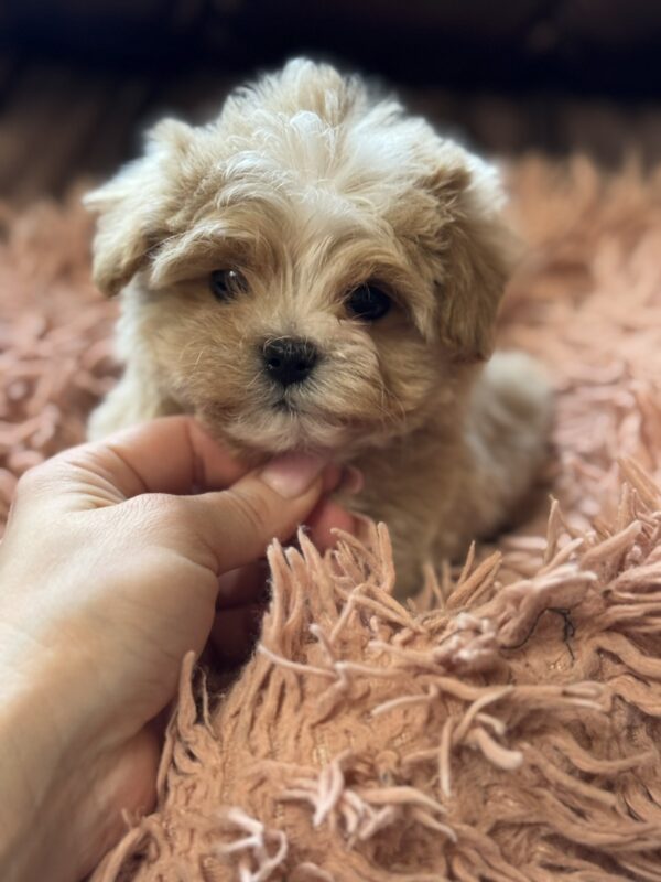 Hermes Maltipoo Hermes Maltipoo