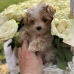 Hermes-male-maltipoo-puppy-for-sale-1 (3)