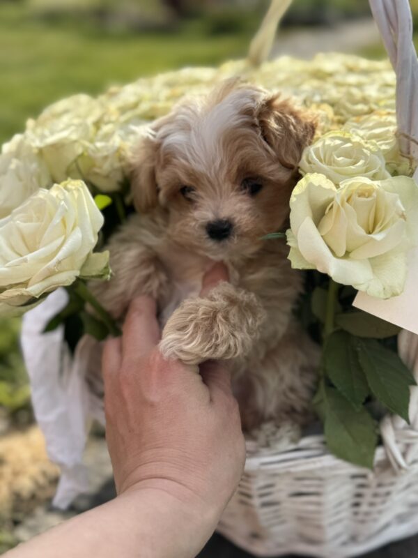 Hermes Maltipoo Hermes Maltipoo