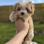 Hermes-male-maltipoo-puppy-for-sale-1 (4)
