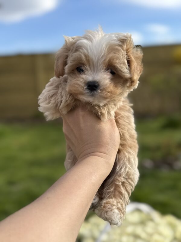 Hermes Maltipoo Hermes Maltipoo