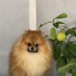 Houston-male-pomeranian-puppy-for-sale-1 (1)