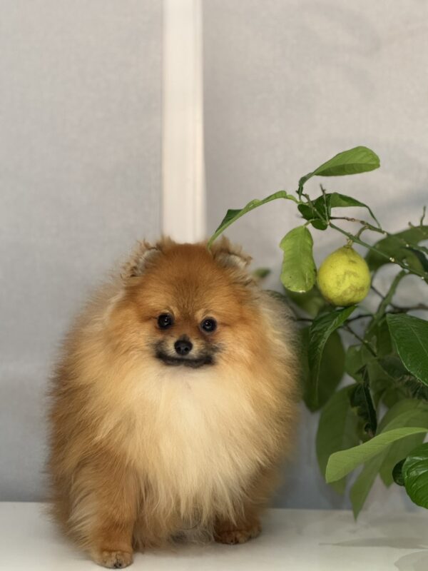 Houston Pomeranian Houston Pomeranian