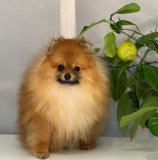 Houston Pomeranian Houston Pomeranian