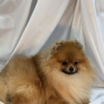 Houston-male-pomeranian-puppy-for-sale-1 (2)