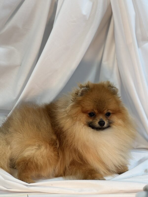 Houston Pomeranian Houston Pomeranian