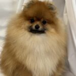 Houston-male-pomeranian-puppy-for-sale-1 (3)