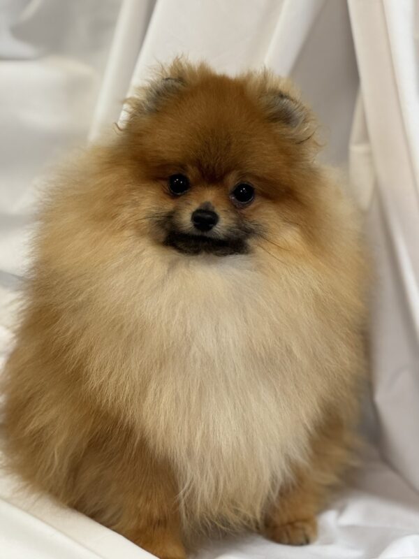 Houston Pomeranian Houston Pomeranian