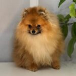Houston-male-pomeranian-puppy-for-sale-1 (4)(1)