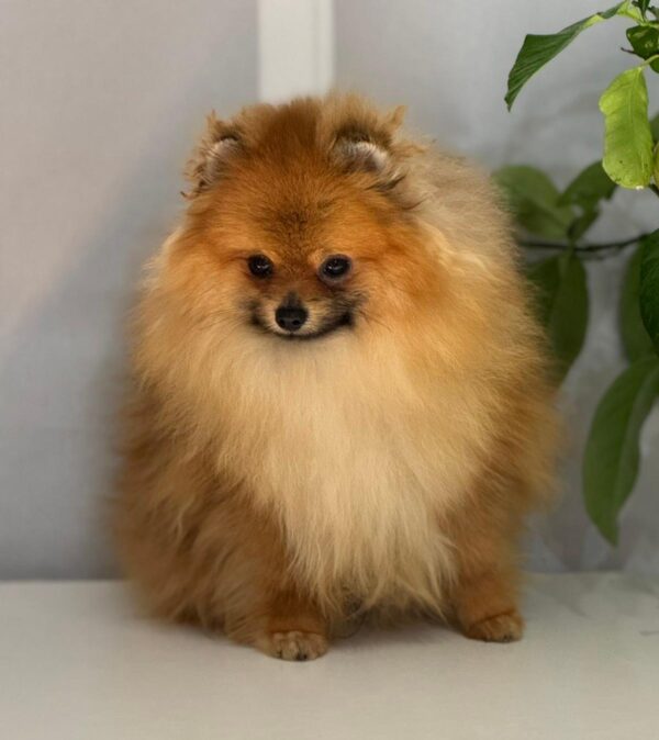 Houston Pomeranian Houston Pomeranian