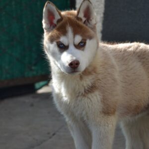 Icefire Siberian Husky Icefire Siberian Husky