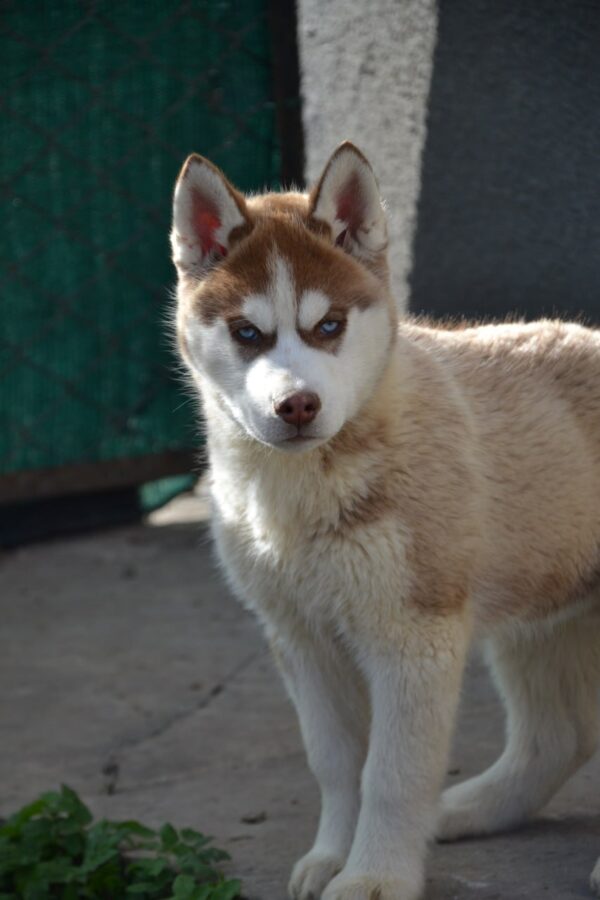 Icefire Siberian Husky Icefire Siberian Husky