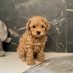 Idia-female-maltipoo-puppy-for-sale-1 (1)