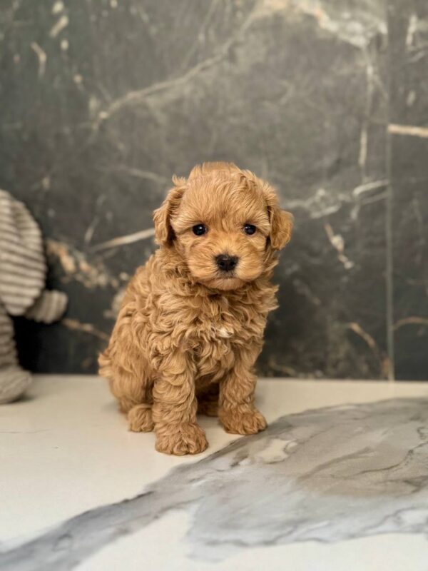 Idia Maltipoo Idia Maltipoo