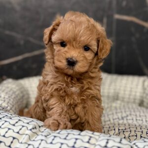 Idia Maltipoo Idia Maltipoo
