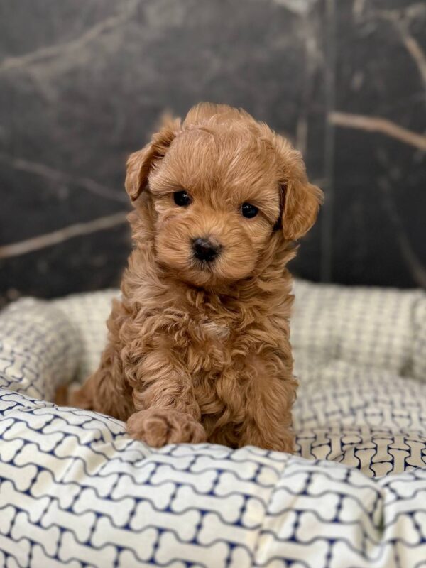Idia Maltipoo Idia Maltipoo