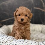 Idia-female-maltipoo-puppy-for-sale-1 (3)