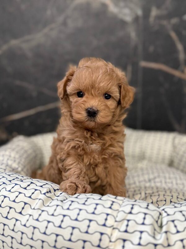 Idia Maltipoo Idia Maltipoo