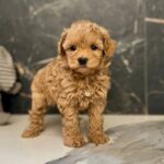 Idia-female-maltipoo-puppy-for-sale-1 (4)