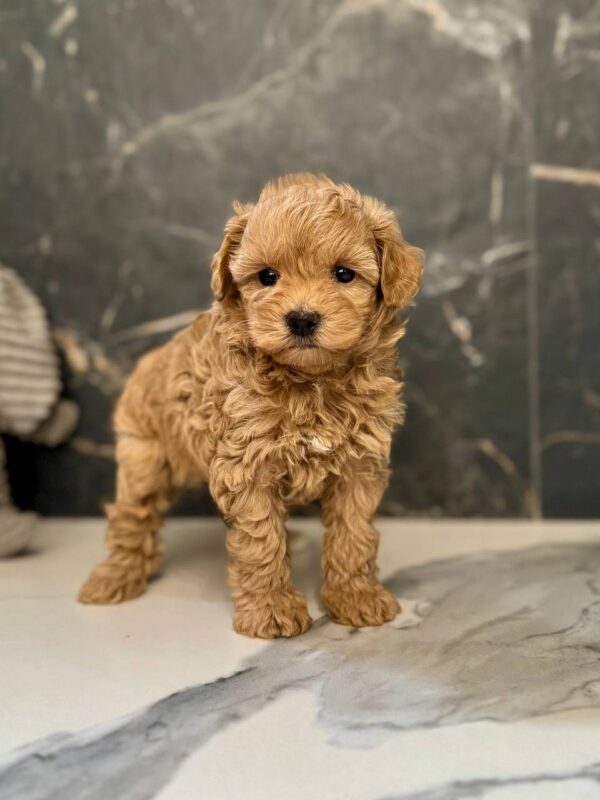 Idia Maltipoo Idia Maltipoo