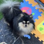 Ilay-male-pomeranian-puppy-for-sale-1 (1)