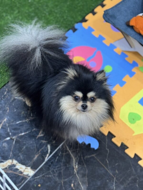 Ilay Pomeranian Ilay Pomeranian