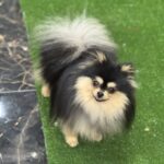 Ilay-male-pomeranian-puppy-for-sale-1 (2)