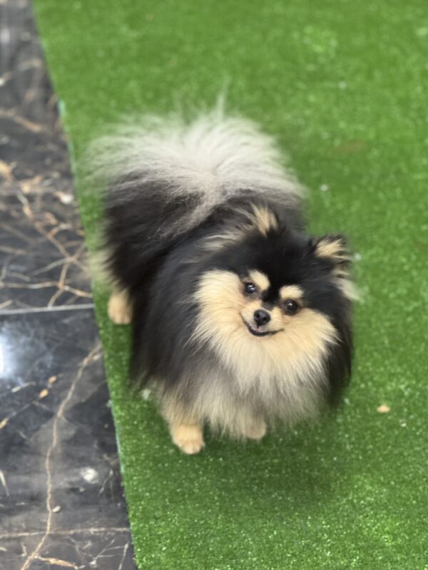 Ilay Pomeranian Ilay Pomeranian