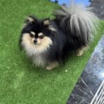 Ilay-male-pomeranian-puppy-for-sale-1 (3)