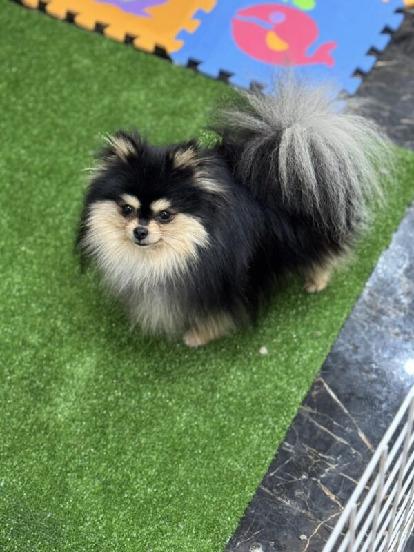 Ilay Pomeranian Ilay Pomeranian