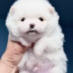 Illiaz-male-Pomeranian-puppy-for-sale-1