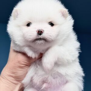 Illiaz Pomeranian Illiaz Pomeranian