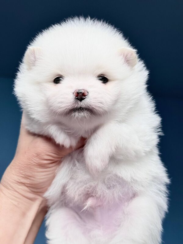 Illiaz Pomeranian Illiaz Pomeranian