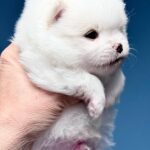 Illiaz-male-Pomeranian-puppy-for-sale-2