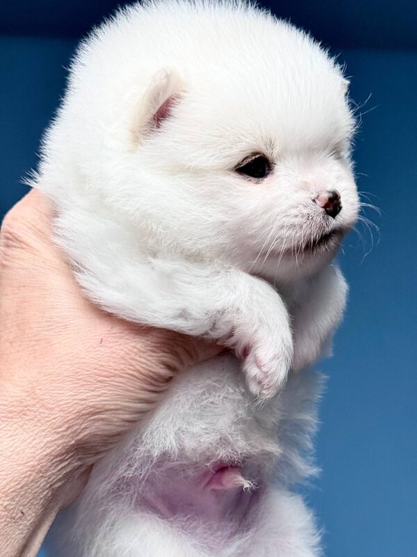 Illiaz Pomeranian Illiaz Pomeranian