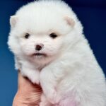 Illiaz-male-Pomeranian-puppy-for-sale-3