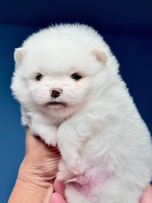 Illiaz Pomeranian Illiaz Pomeranian
