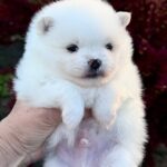 Illiaz-male-Pomeranian-puppy-for-sale-4