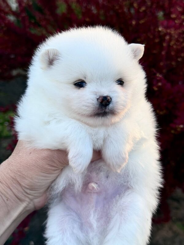 Illiaz Pomeranian Illiaz Pomeranian