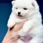 Illinois-male-Pomeranian-puppy-for-sale-1