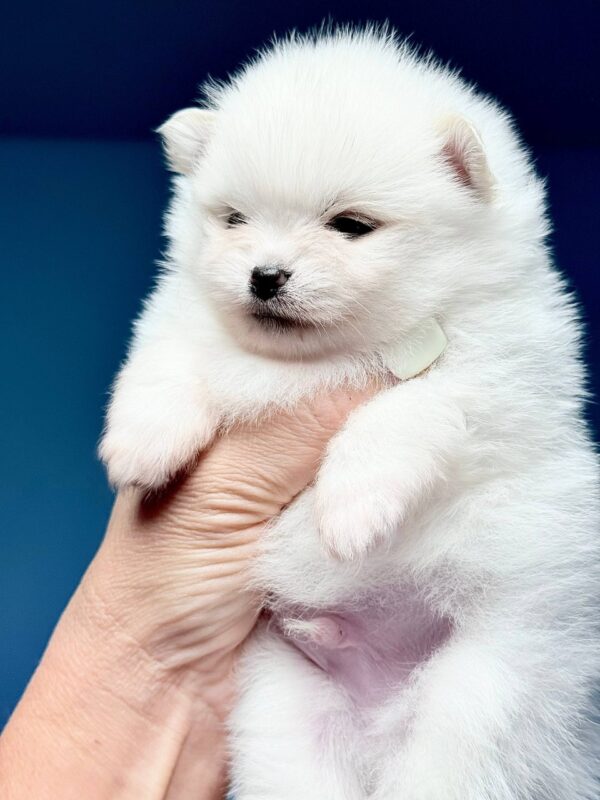 Illinois Pomeranian Illinois Pomeranian