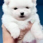 Illinois-male-Pomeranian-puppy-for-sale-2