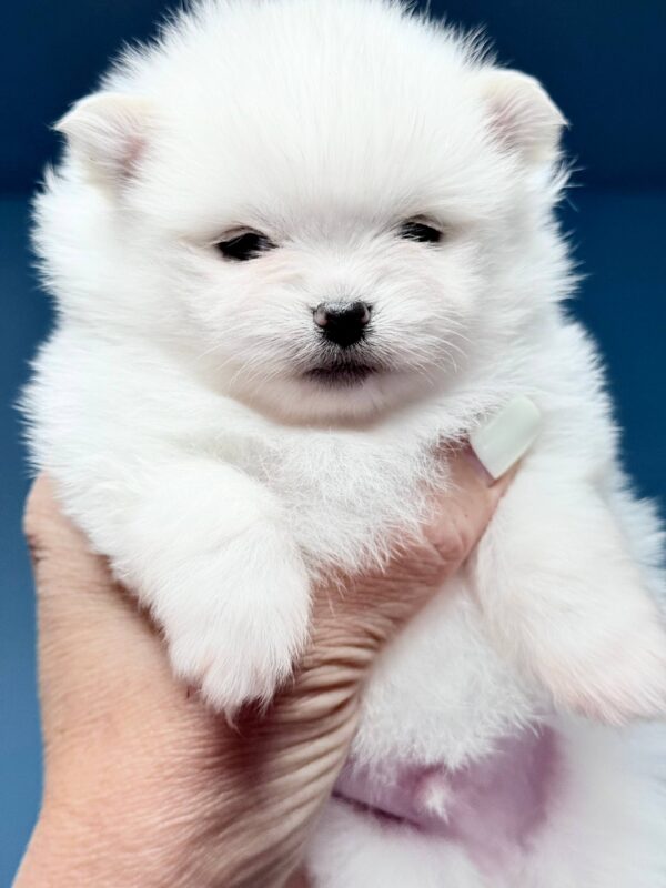 Illinois Pomeranian Illinois Pomeranian