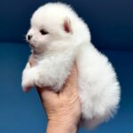 Illinois-male-Pomeranian-puppy-for-sale-3