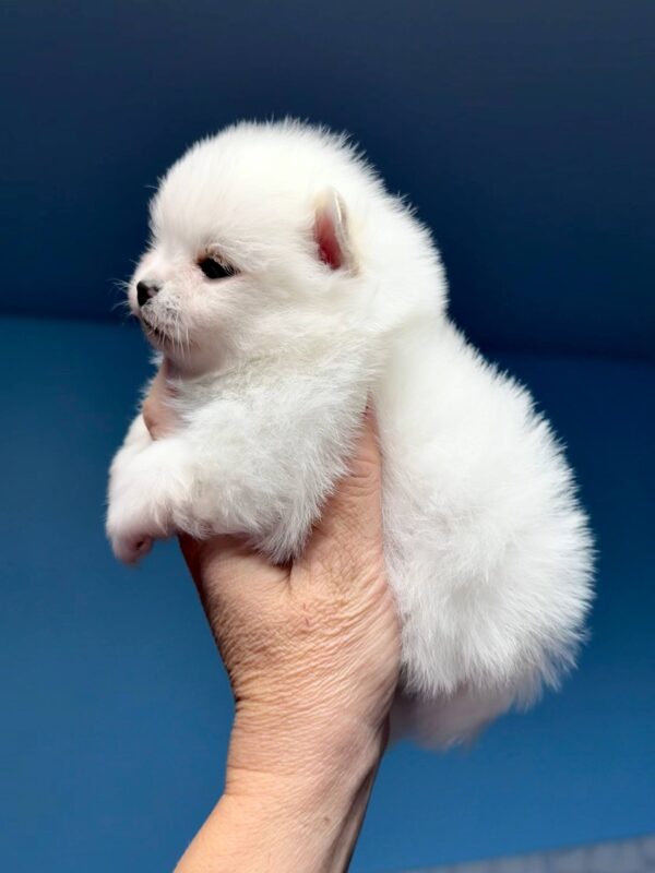 Illinois Pomeranian Illinois Pomeranian