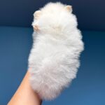 Illinois-male-Pomeranian-puppy-for-sale-4