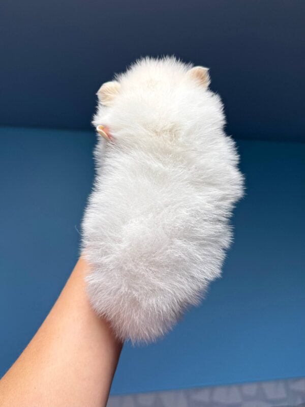 Illinois Pomeranian Illinois Pomeranian
