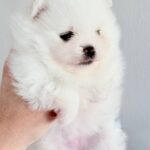 Ilossa-female-Pomeranian-puppy-for-sale-1