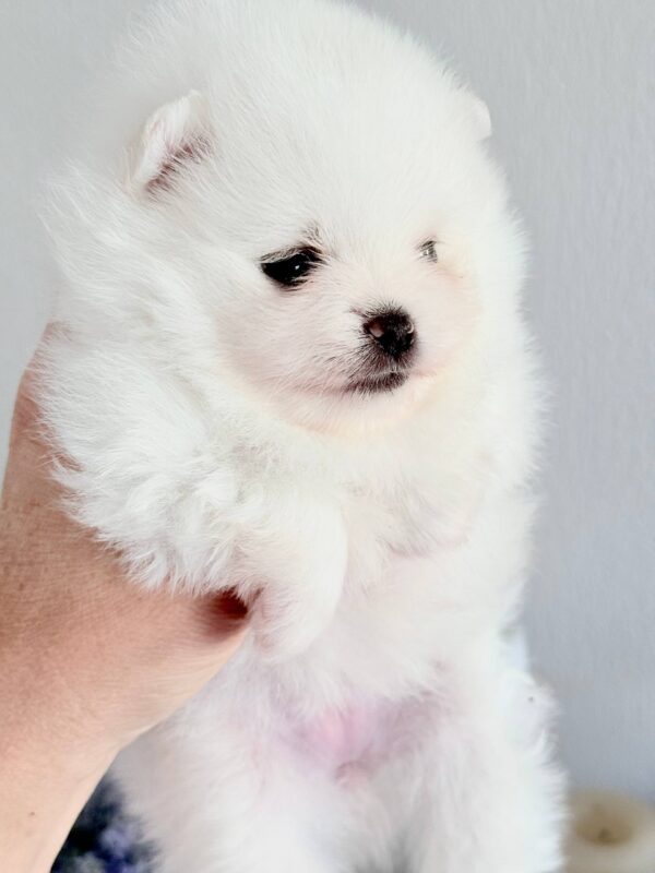 Ilossa Pomeranian Ilossa Pomeranian