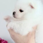 Ilossa-female-Pomeranian-puppy-for-sale-2